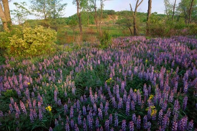 Lupine In Meadow At West Beach, Indiana Dunes National Lakeshore, Indiana by Tim Fitzharris framed wall art