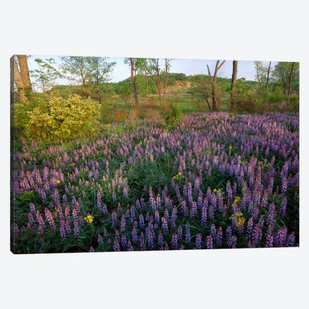 Lupine In Meadow At West Beach, Indiana Dunes National Lakeshore, Indiana Canvas Print #TFI555} by Tim Fitzharris Canvas Print