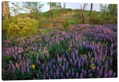 Lupine In Meadow At West Beach, Indiana Dunes National Lakeshore, Indiana Canvas Art Print - Lupines