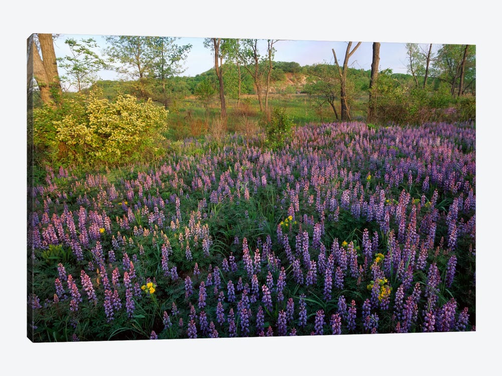 Lupine In Meadow At West Beach, Indiana Dunes National Lakeshore, Indiana by Tim Fitzharris 1-piece Canvas Artwork
