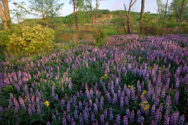 Minden Pictures: Lupine In Meadow At West Beach, Indiana Dunes National Lakeshore, Indiana by Tim Fitzharris