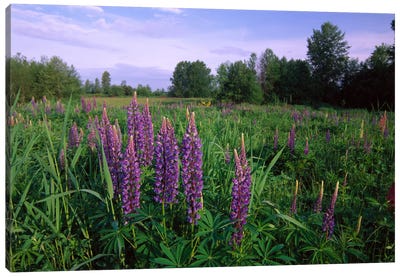 Lupine In Meadow Near Crescent Beach, British Columbia, Canada Canvas Art Print - Lupines