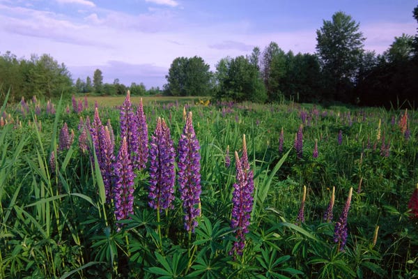 Lupines: Lupine In Meadow Near Crescent Beach, British Columbia, Canada by Tim Fitzharris