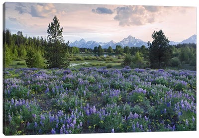 Lupine Meadow, Grand Teton National Park, Wyoming Canvas Art Print - Wyoming Art