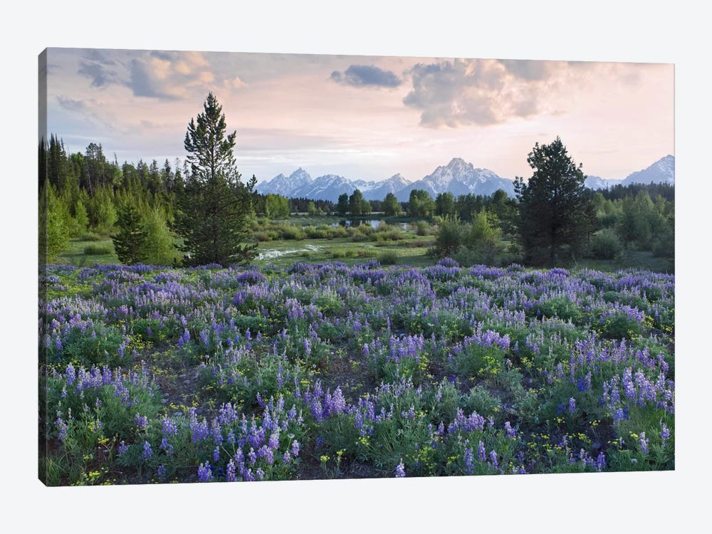 Lupine Meadow, Grand Teton National Park, Wyoming by Tim Fitzharris 1-piece Canvas Wall Art