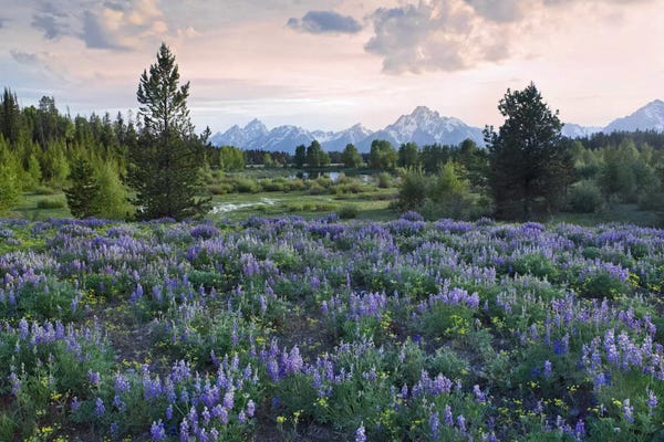 Lupines: Lupine Meadow, Grand Teton National Park, Wyoming by Tim Fitzharris
