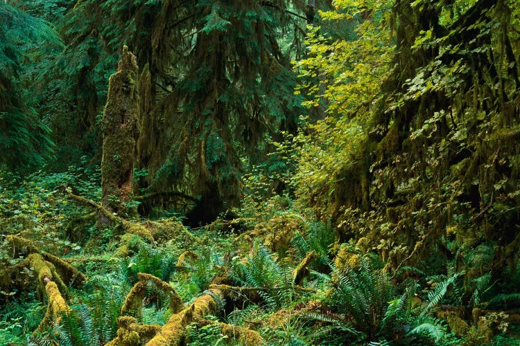 Lush Vegetation In The Hoh Rain Forest, Olympic National Park, Washington