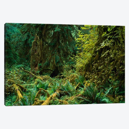 Lush Vegetation In The Hoh Rain Forest, Olympic National Park, Washington Canvas Print #TFI558} by Tim Fitzharris Canvas Wall Art