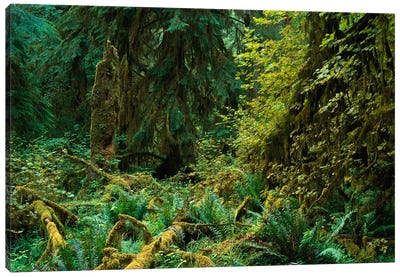 Lush Vegetation In The Hoh Rain Forest, Olympic National Park, Washington Canvas Art Print - Olympic National Park Art
