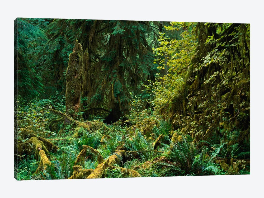 Lush Vegetation In The Hoh Rain Forest, Olympic National Park, Washington by Tim Fitzharris 1-piece Canvas Print