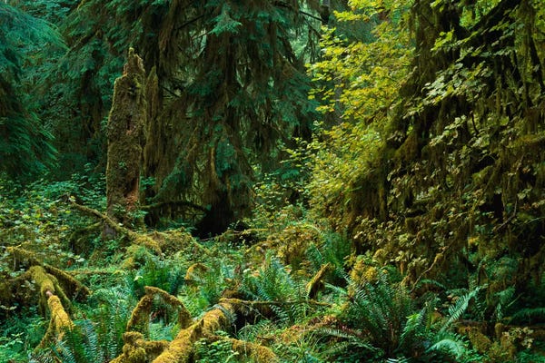 Olympic National Park: Lush Vegetation In The Hoh Rain Forest, Olympic National Park, Washington by Tim Fitzharris