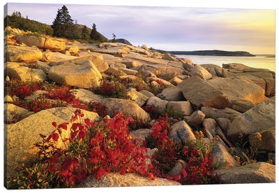 Atlantic Coast Near Thunder Hole, Acadia National Park, Maine III Canvas Art Print - Acadia National Park Art