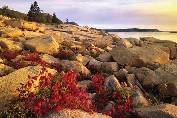 Acadia National Park: Atlantic Coast Near Thunder Hole III, Acadia National Park, Maine by Tim Fitzharris