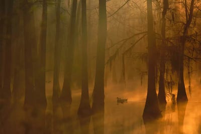 Mallard Pair In Dwarf Cypress Swamp, Calcasieu River, Lake Charles, Louisiana by Tim Fitzharris framed wall art