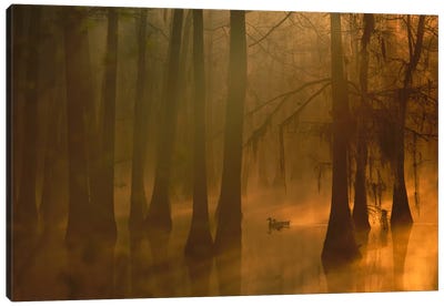 Mallard Pair In Dwarf Cypress Swamp, Calcasieu River, Lake Charles, Louisiana Canvas Art Print - Marsh & Swamp Art