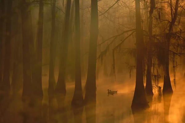 Mallard Pair In Dwarf Cypress Swamp, Calcasieu River, Lake Charles, Louisiana