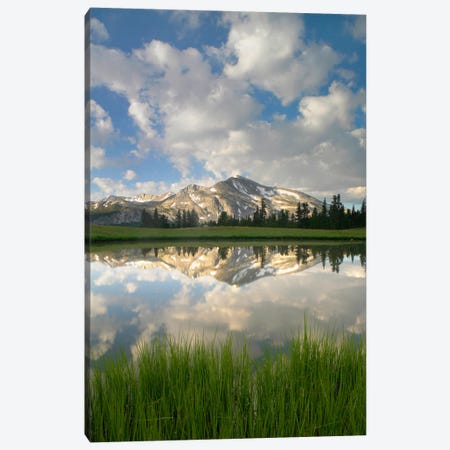 Mammoth Peak And Scattered Clouds Reflected In Seasonal Pool, Upper Dana Meadow, Yosemite National Park, California I Canvas Print #TFI563} by Tim Fitzharris Canvas Print