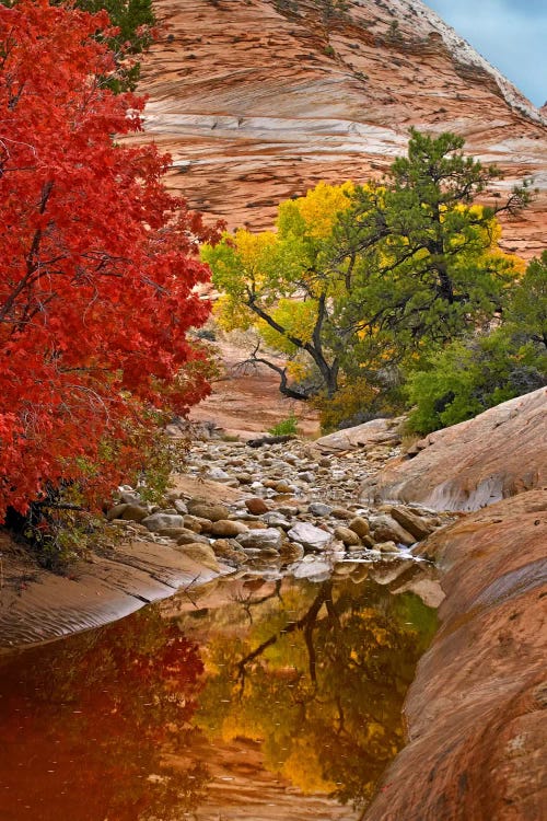 Maple And Cottonwood Autumn Foliage, Zion National Park, Utah I