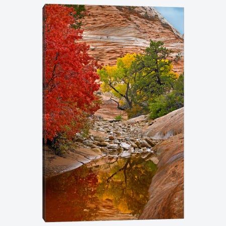 Maple And Cottonwood Autumn Foliage, Zion National Park, Utah I Canvas Print #TFI567} by Tim Fitzharris Canvas Artwork