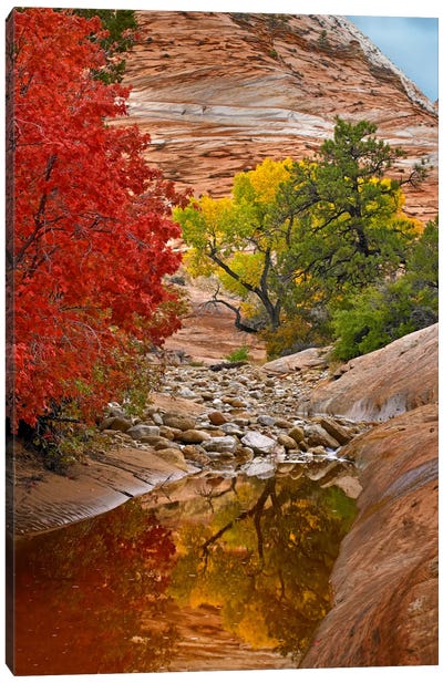 Maple And Cottonwood Autumn Foliage, Zion National Park, Utah I Canvas Art Print - Zion National Park Art