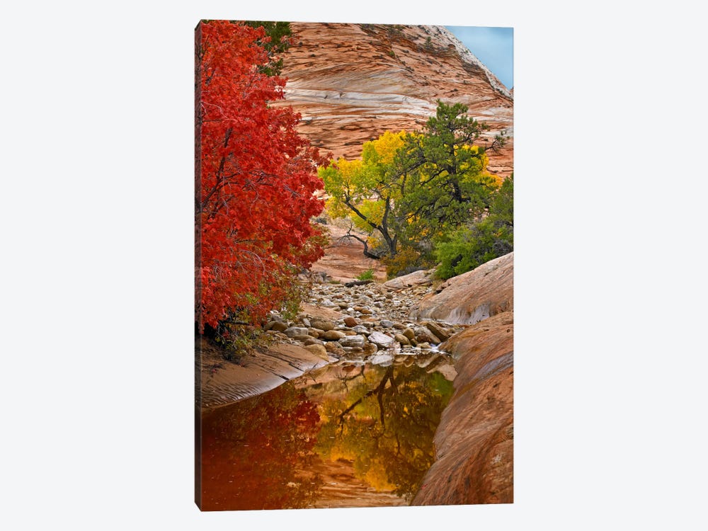 Maple And Cottonwood Autumn Foliage, Zion National Park, Utah I by Tim Fitzharris 1-piece Art Print