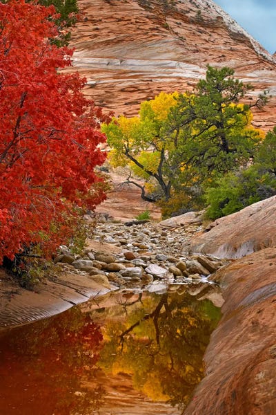 Utah: Maple And Cottonwood Autumn Foliage, Zion National Park, Utah I by Tim Fitzharris