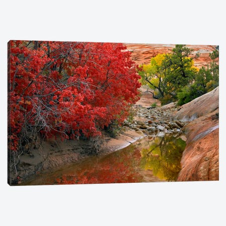 Maple And Cottonwood Autumn Foliage, Zion National Park, Utah II Canvas Print #TFI568} by Tim Fitzharris Canvas Art Print