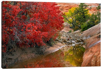 Maple And Cottonwood Autumn Foliage, Zion National Park, Utah II Canvas Art Print - Maple Trees