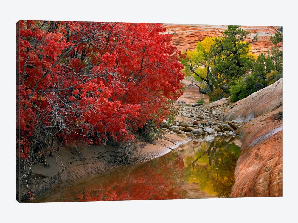 Maple And Cottonwood Autumn Foliage, Zion National Park, Utah II by Tim Fitzharris 1-piece Canvas Wall Art