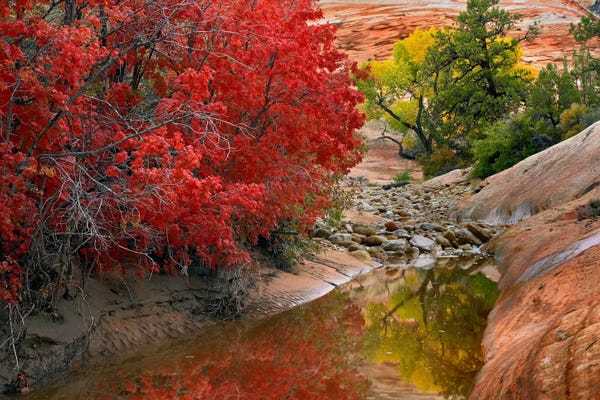 Maple Trees: Maple And Cottonwood Autumn Foliage, Zion National Park, Utah II by Tim Fitzharris
