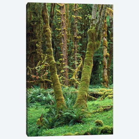 Maple Glade, Quinault Rain Forest, Olympic National Park, Washington Canvas Print #TFI569} by Tim Fitzharris Canvas Print
