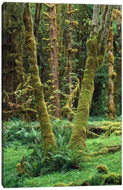 Maple Glade, Quinault Rain Forest, Olympic National Park, Washington Canvas Art Print