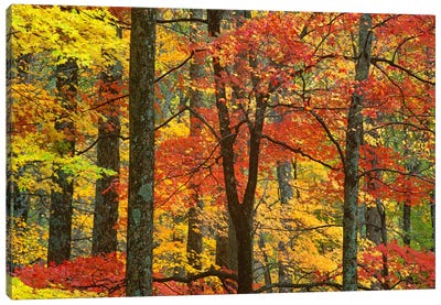 Maple Trees In Autumn, Great Smoky Mountains National Park, Tennessee Canvas Art Print - Forest Art