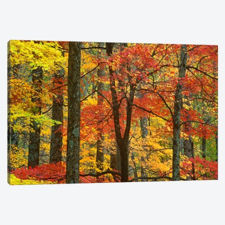 Maple Trees In Autumn, Great Smoky Mountains National Park, Tennessee Canvas Print #TFI571} by Tim Fitzharris Canvas Artwork