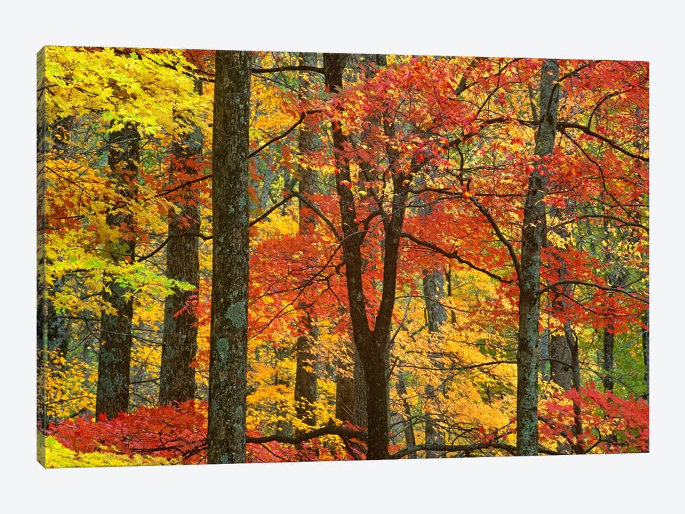 Maple Trees In Autumn, Great Smoky Mountains National Park, Tennessee by Tim Fitzharris 1-piece Canvas Wall Art