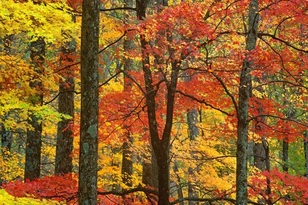 Great Smoky Mountains National Park: Maple Trees In Autumn, Great Smoky Mountains National Park, Tennessee by Tim Fitzharris