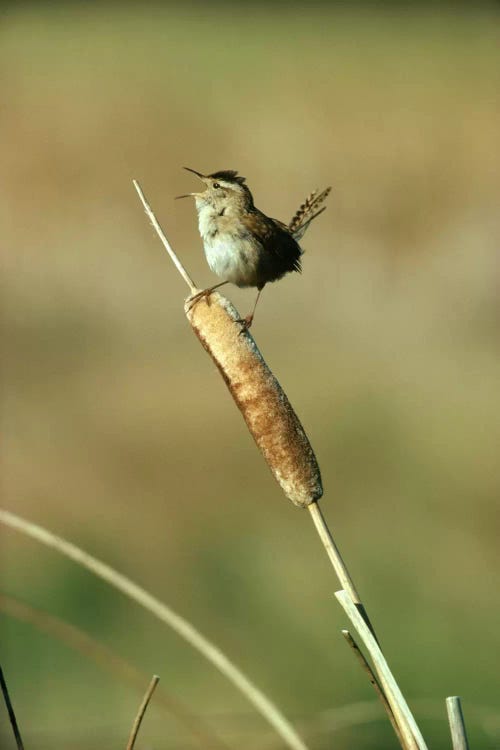 Marsh Wren Singing While Perching On A Common Cattail, Alberta, Canada