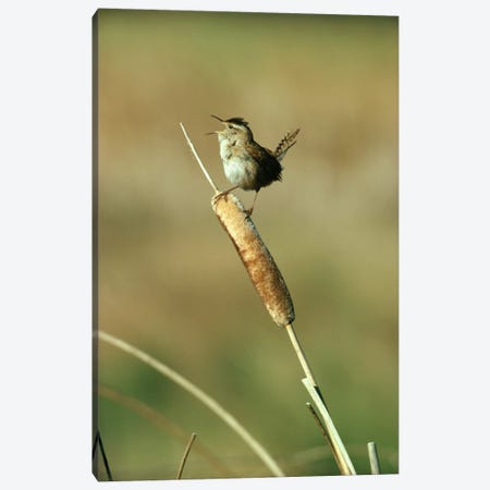 Marsh Wren Singing While Perching On A Common Cattail, Alberta, Canada Canvas Print #TFI578} by Tim Fitzharris Canvas Art