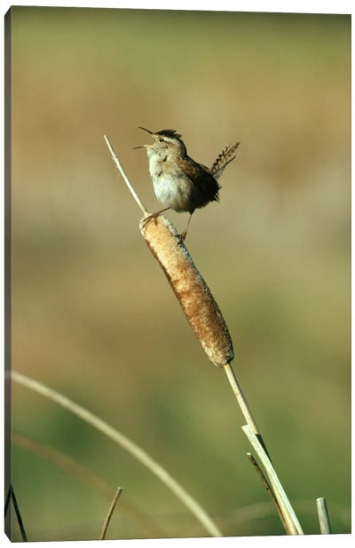 Marsh Wren Singing While Perching On A Common Cattail, Alberta, Canada Canvas Art Print - Wrens
