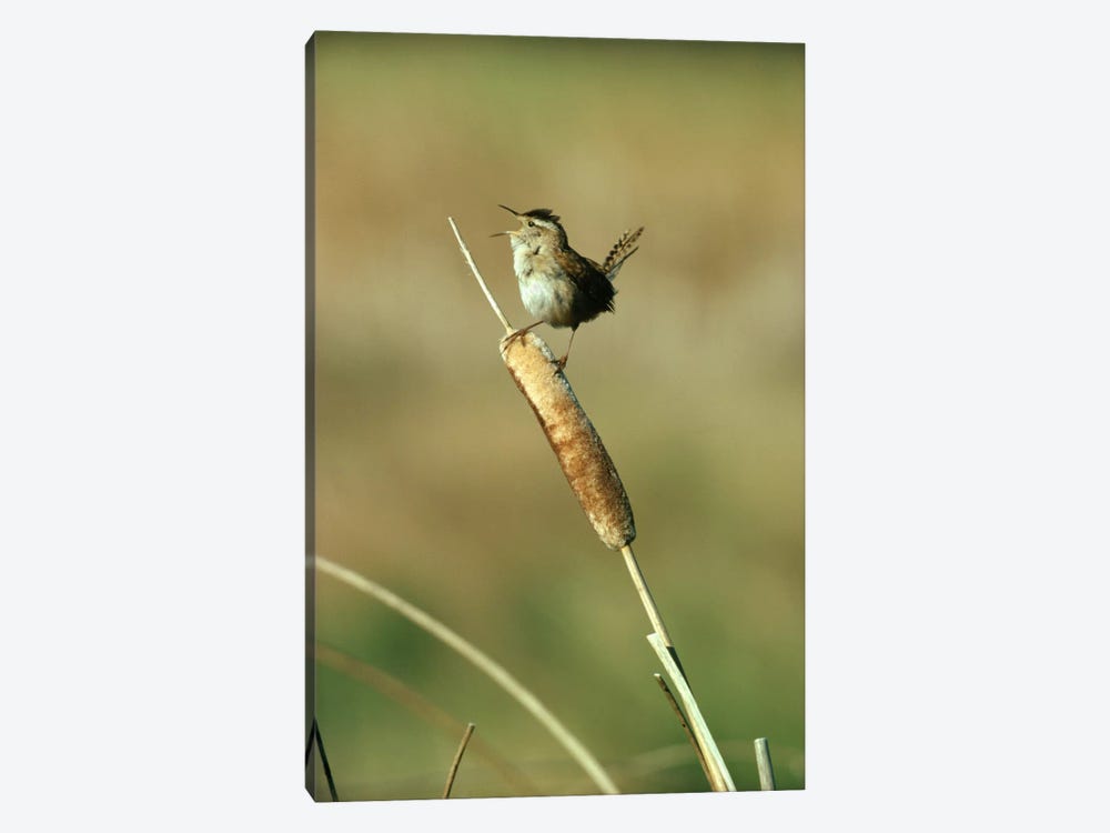 Marsh Wren Singing While Perching On A Common Cattail, Alberta, Canada by Tim Fitzharris 1-piece Art Print