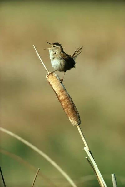 Alberta: Marsh Wren Singing While Perching On A Common Cattail, Alberta, Canada by Tim Fitzharris