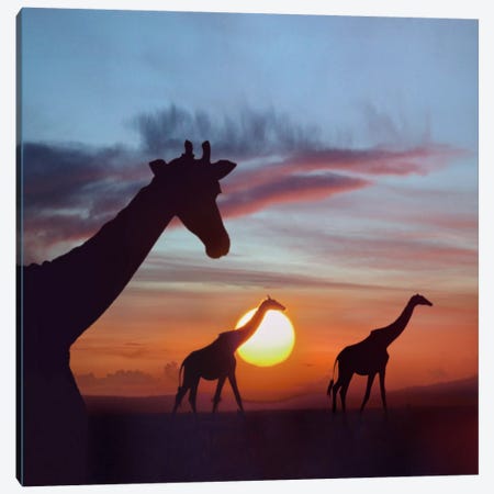 Masai Giraffe Trio At Sunrise, Masai Mara, Kenya, Composite Image Canvas Print #TFI584} by Tim Fitzharris Canvas Artwork