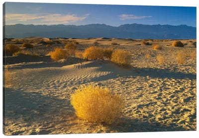 Mesquite Flat Sand Dunes, Death Valley National Park, California I Canvas Art Print - Death Valley National Park