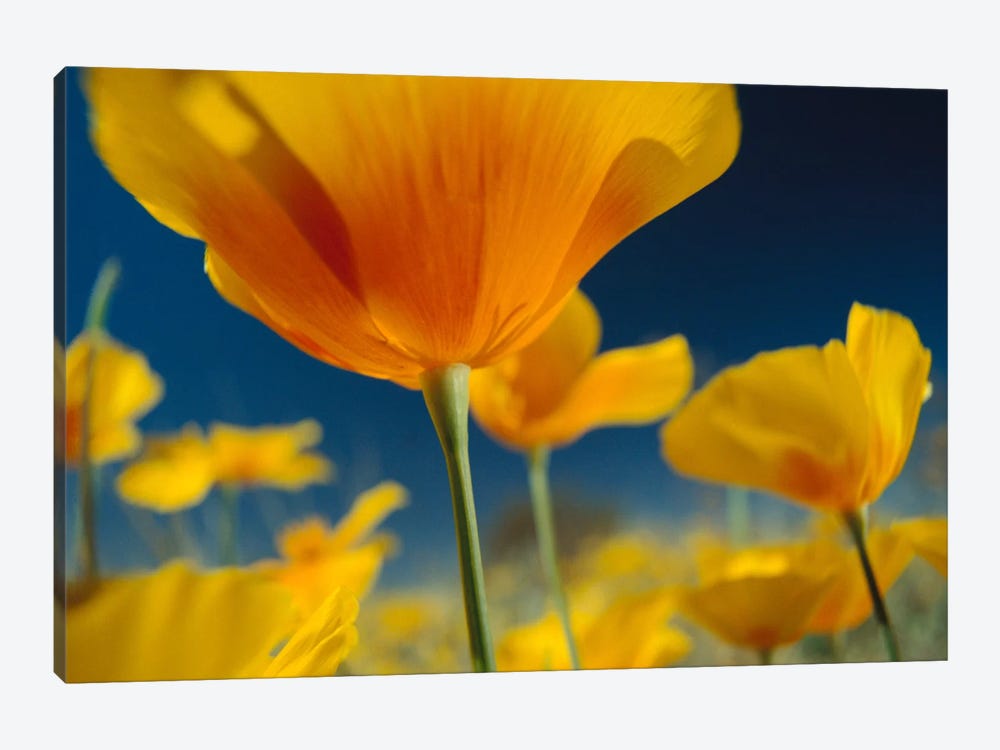 Mexican Golden Poppy, New Mexico by Tim Fitzharris 1-piece Canvas Artwork