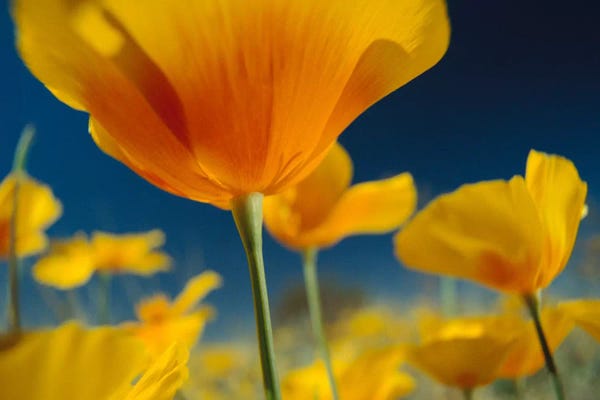 Minden Pictures: Mexican Golden Poppy, New Mexico by Tim Fitzharris