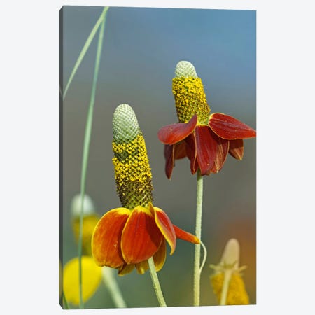 Mexican Hat Flowers In Bloom, North America Canvas Print #TFI598} by Tim Fitzharris Canvas Wall Art