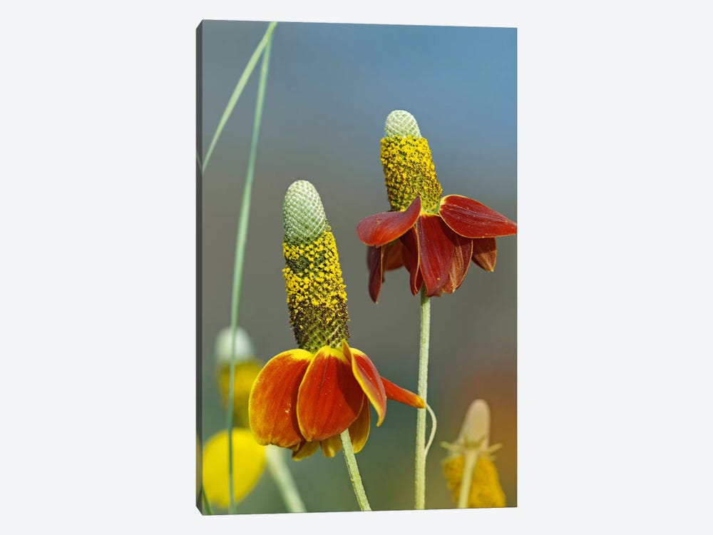 Mexican Hat Flowers In Bloom, North America 1-piece Canvas Art Print