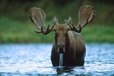 Moose Male Raising Its Head While Feeding On The Bottom Of A Lake, North America by Tim Fitzharris art print