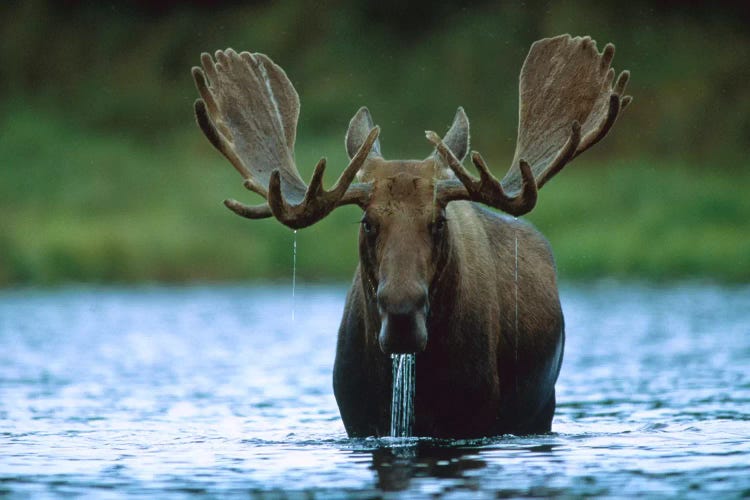 Moose Male Raising Its Head While Feeding On The Bottom Of A Lake, North America