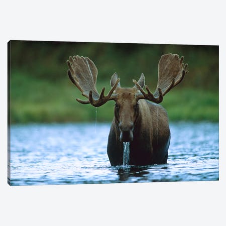 Moose Male Raising Its Head While Feeding On The Bottom Of A Lake, North America Canvas Print #TFI617} by Tim Fitzharris Canvas Wall Art